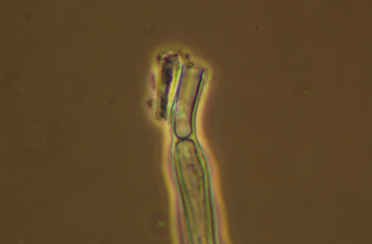 Ritrovamento n� 5 del 26-11-2011 (Irpex lacteus)